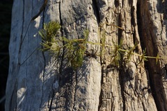 Ceratophyllaceae