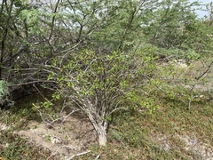Cryptostegia madagascariensis