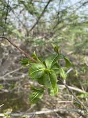 Cryptostegia madagascariensis