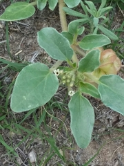 Tripterocalyx micranthus