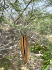 Cryptostegia madagascariensis