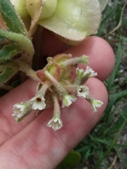 Tripterocalyx micranthus