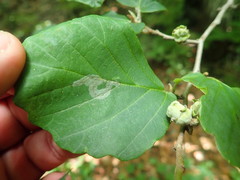 Caloptilia superbifrontella