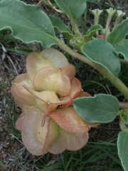 Tripterocalyx micranthus