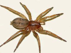 Notiodrassus distinctus