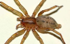 Notiodrassus distinctus