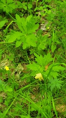 Petasites frigidus palmatus