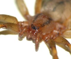 Notiodrassus distinctus