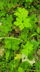 Petasites frigidus palmatus