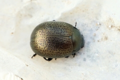 Chrysolina vernalis vernalis