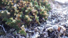 Selaginella eremophila