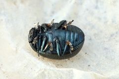Chrysolina vernalis vernalis