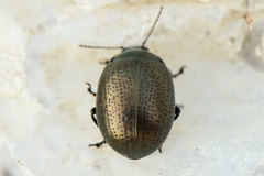 Chrysolina vernalis vernalis
