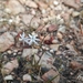 Fine African Squill - Photo (c) Adriaan Grobler, some rights reserved (CC BY-NC), uploaded by Adriaan Grobler