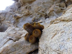 Copiapoa longistaminea