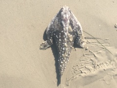 Ogcocephalus cubifrons