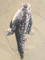 Ogcocephalus cubifrons