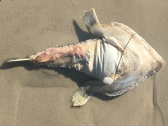 Ogcocephalus cubifrons