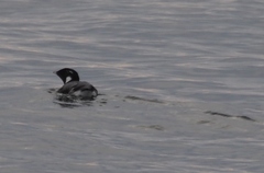 Synthliboramphus antiquus