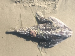 Ogcocephalus cubifrons