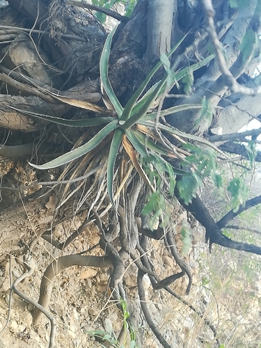 Agave funkiana