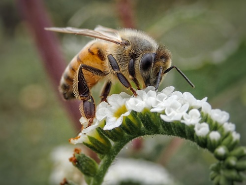 photo of Western Honey Bee (Apis mellifera)