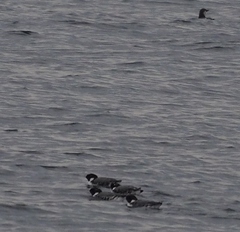 Synthliboramphus antiquus