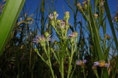 Symphyotrichum lentum