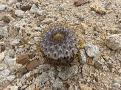 Copiapoa longistaminea
