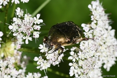 Cetonia aurataeformis