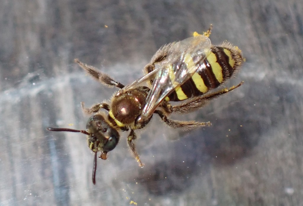 Cockerellia