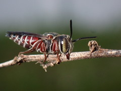 Coelioxys slossoni slossoni