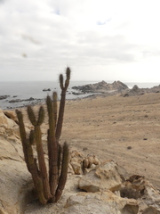 Eulychnia taltalensis