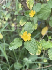 Malvastrum corchorifolium