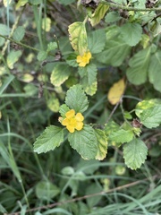 Malvastrum corchorifolium