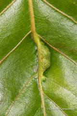 Pemphigus populivenae