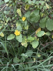 Malvastrum corchorifolium