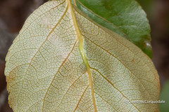 Pemphigus populivenae