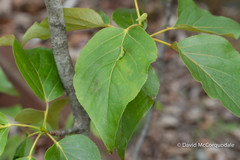 Pemphigus populivenae