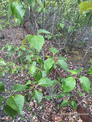 Pemphigus populivenae