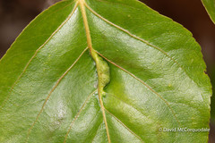 Pemphigus populivenae