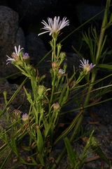 Symphyotrichum lentum