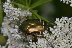 Cetonia aurataeformis