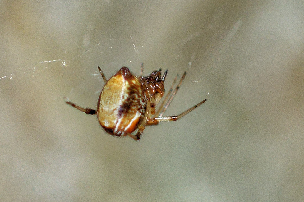 Parasteatoda lunata