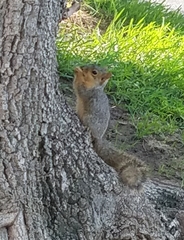 Sciurus niger
