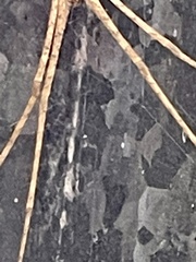 Deinopis spinosa image