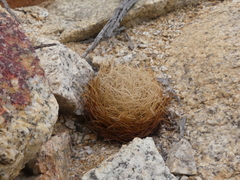 Eriosyce taltalensis