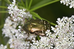 Cetonia aurataeformis