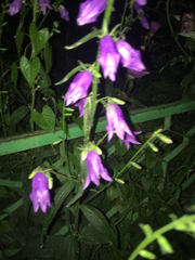Campanula rapunculoides
