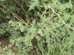 Asparagus multiflorus